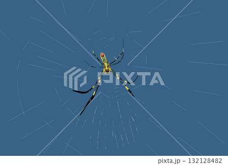 大きなジョロウグモ 大きなジョロウグモ 132128482