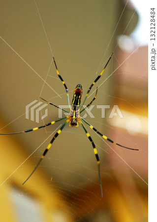 大きなジョロウグモ 132128484