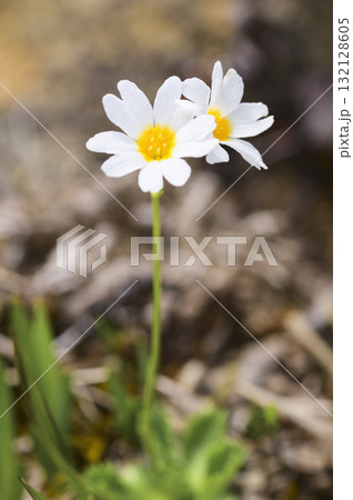 栗駒山に咲くヒナザクラ 132128605