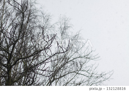 Minimalist view of tree branches on pale winter sky. 132128816