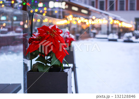 Poinsettia plant on urban winter street background. 132128846