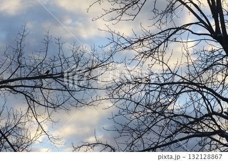 Delicate bare tree twigs reaching into blue winter air. Delicate bare tree twigs reaching into blue winter air. 132128867