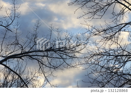 Delicate bare tree twigs reaching into blue winter air. Delicate bare tree twigs reaching into blue winter air. 132128868