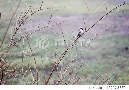 Close-up of sparrow bird on a bare tree branch. Close-up of sparrow bird on a bare tree branch. 132128873