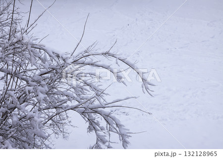 Frosted tree branches creating winter beauty. 132128965