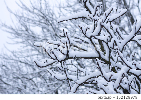 Natural detail of twigs covered with fresh snowfall. Natural detail of twigs covered with fresh snowfall. 132128979