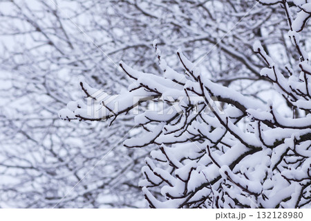 Snow-covered branches in winter park. Snow-covered branches in winter park. 132128980