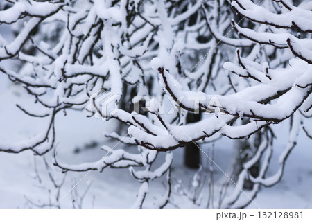 Snow-covered branches in winter park. Snow-covered branches in winter park. 132128981