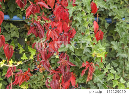 A view of climbing ivy and Virginia creeper. The concept of autumn colors and climbing plants. Parthenocissus quinquefolia, commonly known as Virginia creeper, woodbine, five-leaved ivy, or five A view of climbing ivy and Virginia creeper. The concept of autumn colors and climbing plants. Parthenocissus quinquefolia, commonly known as Virginia creeper, woodbine, five-leaved ivy, or five 132129030