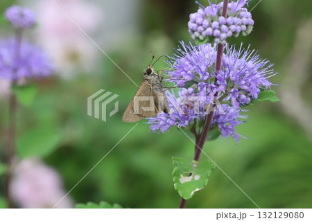 秋の庭に咲く紫色のダンギクの花の蜜を吸うチャバネセセリ蝶 132129080