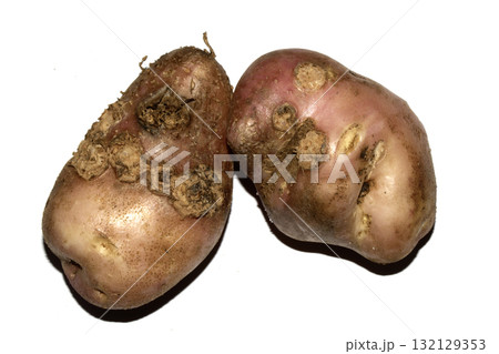 Home grown potatoes with fungus scab on the skin, edable but wonky vegetables 132129353