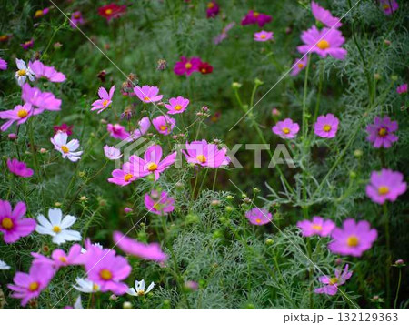 コスモス畑 132129363