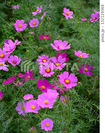 コスモス畑 132129368