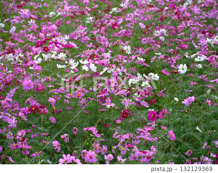 コスモス畑 132129369