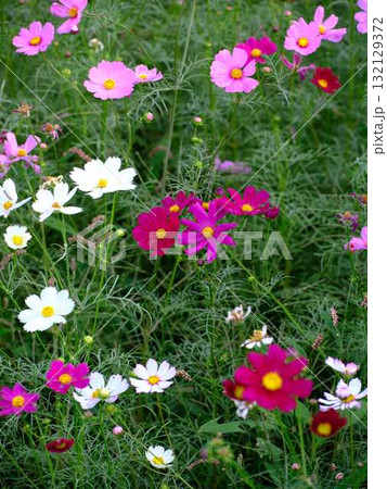 コスモス畑 132129372