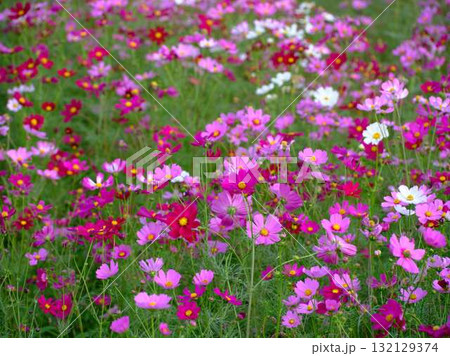 コスモス畑 132129374