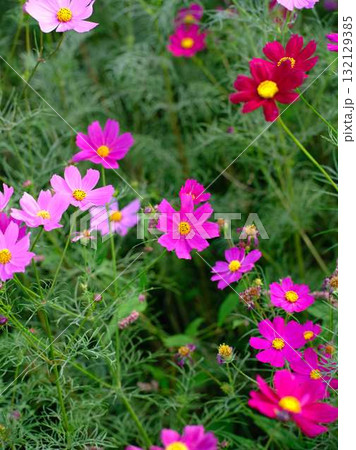 コスモス畑 132129385
