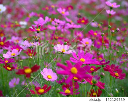 コスモス畑 132129389