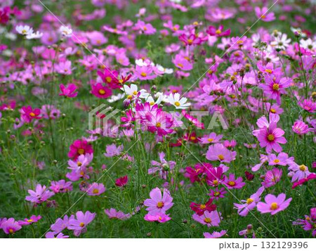 コスモス畑 132129396