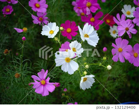 コスモス畑 132129400
