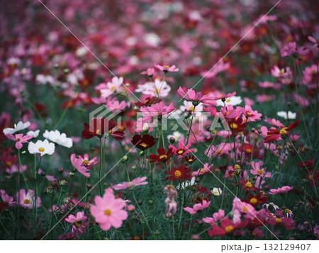 コスモス畑 132129407