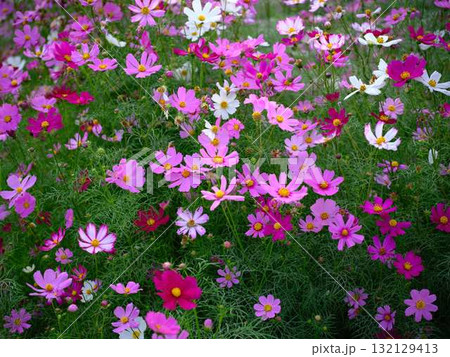 コスモス畑 132129413