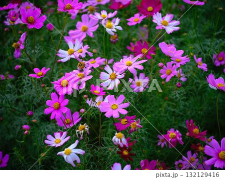 コスモス畑 132129416