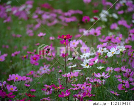 コスモス畑 132129418