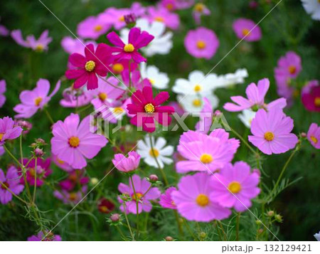 コスモス畑 コスモス畑 132129421