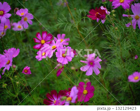コスモス畑 132129423