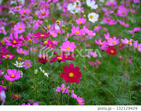 コスモス畑 132129429
