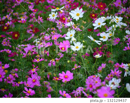 コスモス畑 132129437