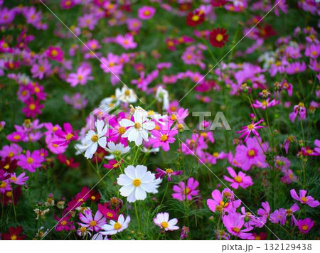 コスモス畑 コスモス畑 132129438