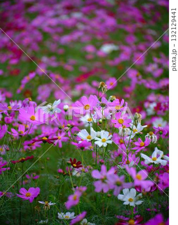 コスモス畑 132129441
