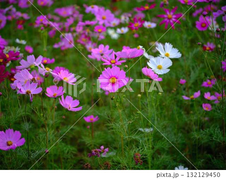 コスモス畑 132129450