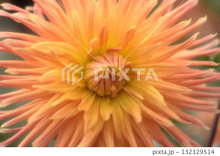 黄色い秋ダリア 132129514