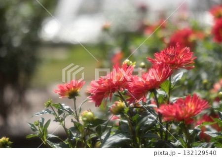 赤いダリアの花 132129540
