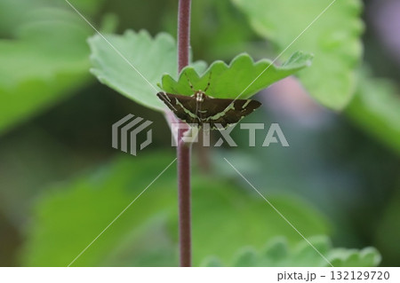 秋の庭に咲くダンギクの緑色の葉に止まるシロオビノメイガ（白帯野螟蛾） 132129720