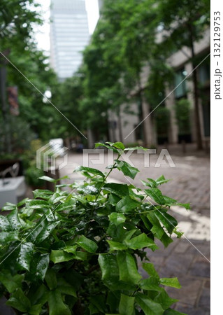 都会の歩道脇に生える植物 132129753
