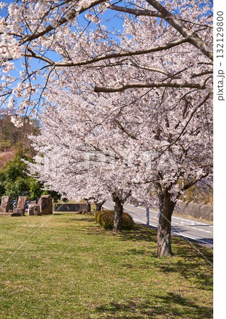 神奈川県 宮ヶ瀬鳥居原園地の桜 神奈川県 宮ヶ瀬鳥居原園地の桜 132129800