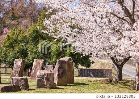 神奈川県 宮ヶ瀬鳥居原園地の桜 神奈川県 宮ヶ瀬鳥居原園地の桜 132129803