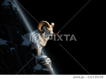 Majestic Dall sheep with large horns standing on a snowy mountain cliff in a divine light Majestic Dall sheep with large horns standing on a snowy mountain cliff in a divine light 132130156