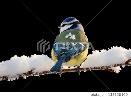 Beautiful eurasian blue tit bird perched on a snowy branch in winter isolated on black Beautiful eurasian blue tit bird perched on a snowy branch in winter isolated on black 132130160