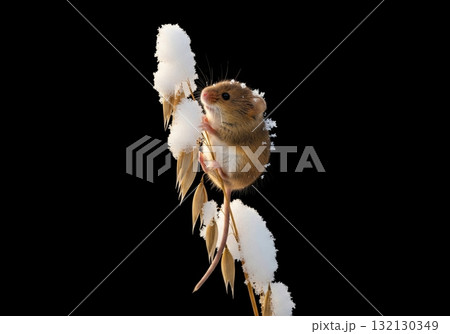 Cute harvest mouse climbing a snow covered stalk of oats isolated on a black background 132130349