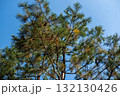 Pine tree branch with sky on the background 132130426