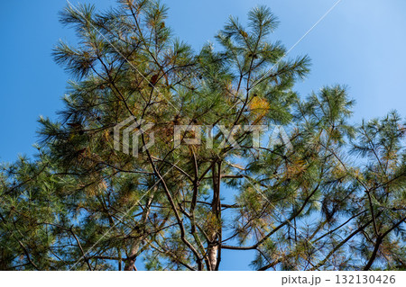 Pine tree branch with sky on the background 132130426