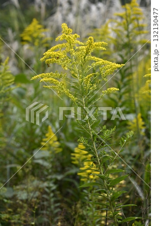 秋の野に咲くセイタカアワダチソウの花 132130477