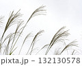 風になびくススキの穂 132130578