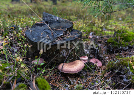 Wild mushrooms growing next to a tree stump in forest moss Wild mushrooms growing next to a tree stump in forest moss 132130737