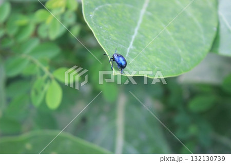 A small, iridescent blue beetle rests on a large, green leaf, surrounded by blurred foliage A small, iridescent blue beetle rests on a large, green leaf, surrounded by blurred foliage 132130739